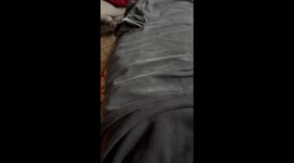 Kitten Crawling Up Inside Cargo Pants
