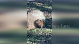 US: Bird on Tupi’s Head Gives Baby Capybara a Rude Awakening