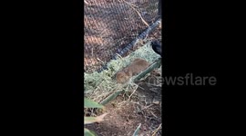 Capybara receives rude awakening from bird