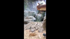Feeding Two Giant Porcupine