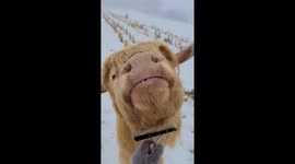 Brushing Out A Sweet Highland Cow