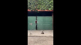 Bird Scares Off Cat