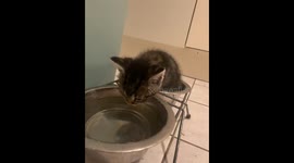 Kitten Sits In Food Bowl To Drink Water