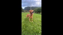 Golden Retriever Flips While Retrieving Ball