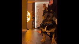 Dog Too Sleepy for Yoga
