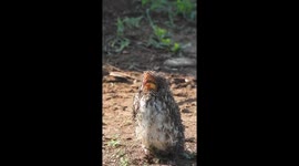 Ants Eat Hornbill