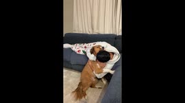 Doggo is Unsure About Hugs