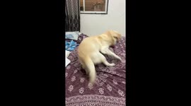 Labrador Zoomies Destroy Headphones