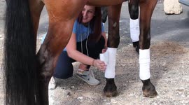 Spain: Adeje celebrates San Sebastian with the shower of nearly a hundred horses in the ocean