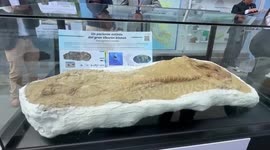 Peru: Peru exhibits a fossil of a 9-million-year-old white shark relative