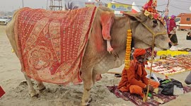 Five-legged cows worshipped at India's mass bathing festival