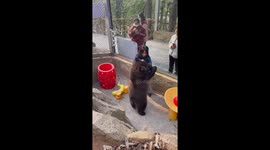 Humorous scuffle: Wuhan's brown bear and keeper engage in birthday wrestle
