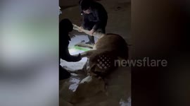Man builds fire to warm freezing cow that fell into icy river