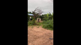 Curious pet elephant runs over to greet Buddhist monk visiting homes