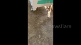 Stray tabby cat finds a comfortable spot on hospital bed