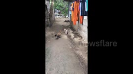 Plucky puppy regrets taking on rooster when it turns and chases him away