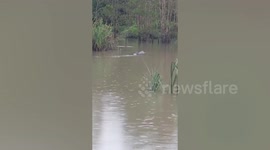 Killer crocodile 'taunts search team' as it surfaces with slain father-of-two in its jaws