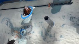 Sea turtle floats on a ring while being pushed through water by friend