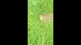 Injured grass owls rescued by villagers