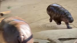 Hippo star Moo Deng celebrates turning six months