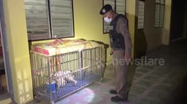 Crazed pet pit bull mauls Buddhist monk to death in Thailand