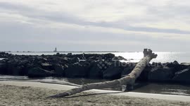 Overview of a stretch of coast with calm sea and rock barriers and the old lighthouse in the background seen from the Fiumicino seafront, near Rome.