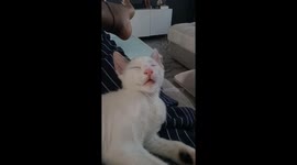 Whiskered Dreams: Manin in Deep, Peaceful Sleep