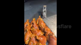 Stray Dog Bows for Food Outside Meat Shop, Wins Owner’s Heart in China