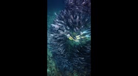 Spectacular moment free diver swims through thousands of tuna fish