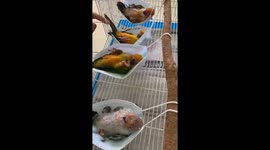 Baby sun conures sleep on row of unused face masks