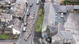 Video captures chaotic scenes as hundreds of sheep run through village