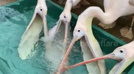 Four pelicans jostling for drinking water is the oddest sight you will see today