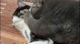 China: Two Sweet Cats