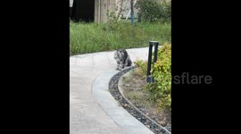 China: A strolling Maine Coon