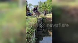 India: Porcupine trapped in well overnight, rescued