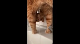 Orange Cat Hasn't Mastered Drinking Normally