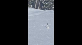 Exclusive- 'Stoat-tally' unexpected visitor on a snowmobile adventure goes viral with over 95 million views and counting!