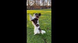 Spaniel Hops And Dances In The Setting Sun