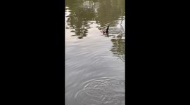 Exhausted rooster swimming across canal rescued with dust pan