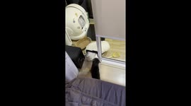 Determined pet cat drags its fluffy bed through a flap