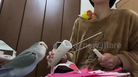Pava-polly! Pet parrots provide vocals for owner's percussion beat