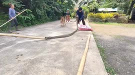 Two giant king cobras caught in house and school on the same day