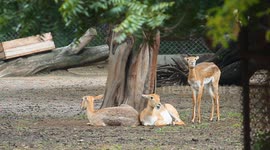 Flirting Gone Wrong: Watch This Young Deer Fail Spectacularly!