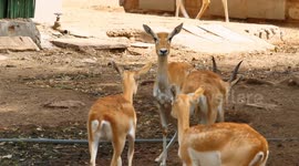 Photographer captures BEAUTIFUL Deer posing like a zoo Celebrity