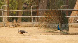 Watch as a Peacock Unfolds Its Stunning Feathers and Dances to Impress a Peahen in This Captivating Wildlife Moment