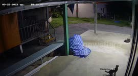 Clever cat leaps up to turn on outdoor safety lights