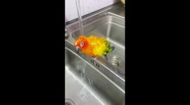 Pet parrot enjoys refreshing shower in kitchen sink