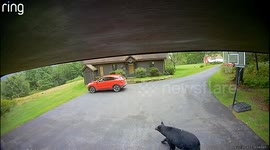 Bear Gets Into Unlocked SUV