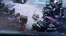 Cheeky stray dog steals doll left on parked motorcycle