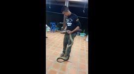 Compilation footage of skilful Thai reptile handlers taming snakes and lizards
